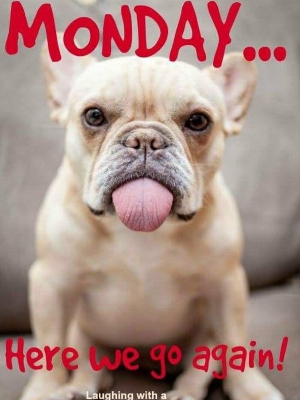 🐶💗☕️HERE'S TO Monday!!!! Sending Positive Vibes!